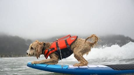 Photos of surfing dogs hanging ten in annual competition