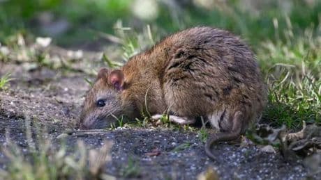 Giant rats are 'hard wired' to survive - how to banish them from your home
