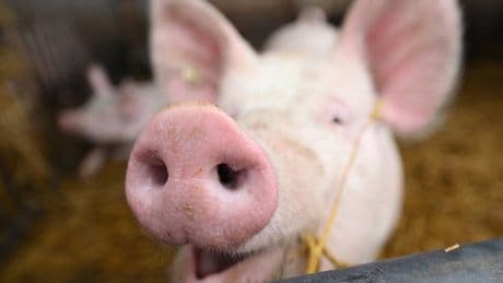 Two supermarket chains suspend supplies after pig cruelty reports