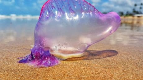 The Portuguese Man Of War Is Actually Four Distinct Species