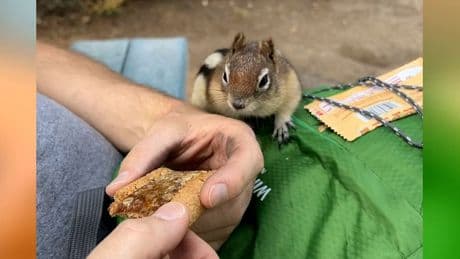 Die Natur ist gnadenlos - Frecher Dieb hat es auf den Keks abgesehen