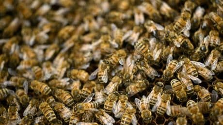 Guadeloupe: trois personnes, dont un enfant de trois ans, attaquées par un essaim d'abeilles à bord d'un véhicule,