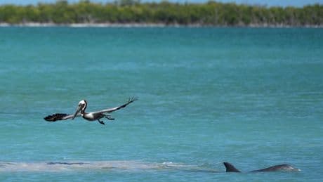 Everglades restoration would protect Florida Keys while scientists watch drought conditions