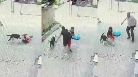 Ataşehir'de pitbull cinsi köpek çocuğa saldırdı