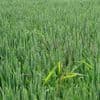 Comment lutter contre les mauvaises herbes sans pesticides ? Voici les meilleures alternatives