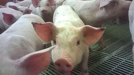 Cranswick launches independent review after pig farm abuse claims