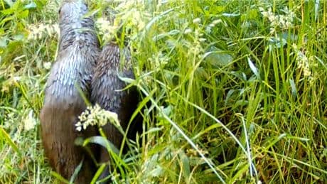 Otter vindt samen met jong thuis in duingebied Meijendel: ’We koesteren de vestiging van deze beschermde soort’