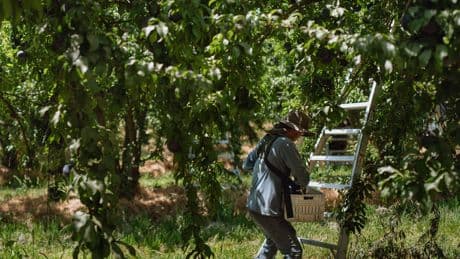 Trump Fuels Fear Among Immigrant Farm Workers in California’s Central Valley