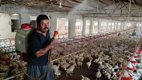 Aşırı sıcaklardan nasibini alan tavuklar, buzlu suyla serinletiliyor