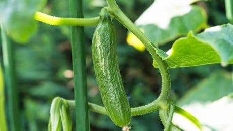 Gurken im Schatten: Diese Sorten gedeihen ohne viel Sonne