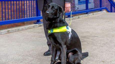 Lord Blunkett's hard working guide dog given honorary GMB union membership
