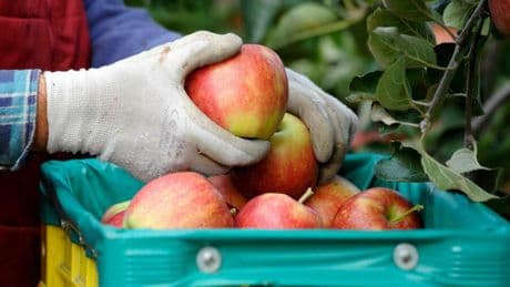 Landwirtschaft: Agrar-Produkte kosten mehr – Obst und Milch deutlich teurer