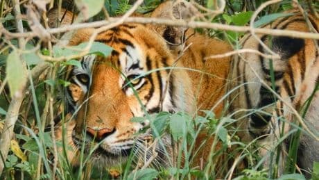 Man's body found in Nepal jungle after 'tiger mauling' sparking search for head