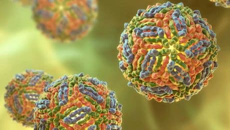 Es wird von Mücken übertragen - Acht Tote durch Tropenvirus in Italien