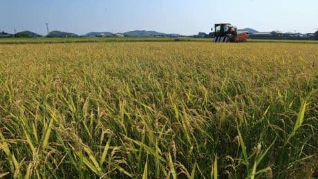 Le Japon envisage de renforcer sa production de riz