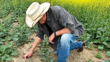 Les céréales et oléagineuses des prairies du Canada face à la pression des Etats-Unis et de la Chine