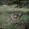 Gelderland mag bijtende wolf Hoge Veluwe afschieten