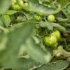 Verregneter Hochsommer: Wann werden die Tomaten endlich reif?