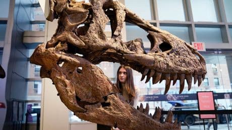 Not all fierce-looking dinosaurs like T rex packed strong bites, study reveals