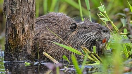 Invasive Tierart: Was die Nutrias sind und welche Schäden sie anrichten