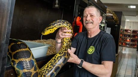 Reptielenopvang groeit uit zijn jasje: ’We vangen ook kaaimannen op die wietplantages moesten bewaken’