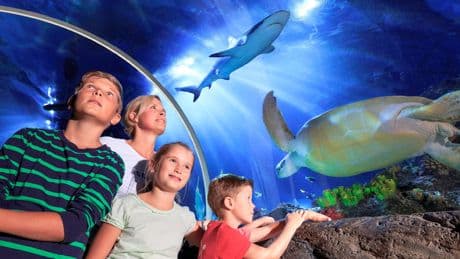 Geschichte, Attraktionen, Orte - Alle Infos zu dem beliebten Aquarium „SEA LIFE“