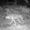 Un loup tué après plusieurs attaques meurtrières sur un troupeau