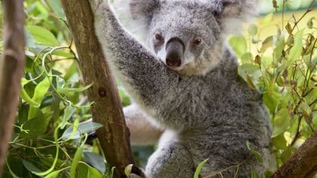 Por qué los koalas están en peligro cuando se ven obligados a caminar entre árboles aislados