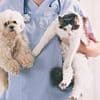 I'm a vet and these are the ten signs your pet may be in serious trouble