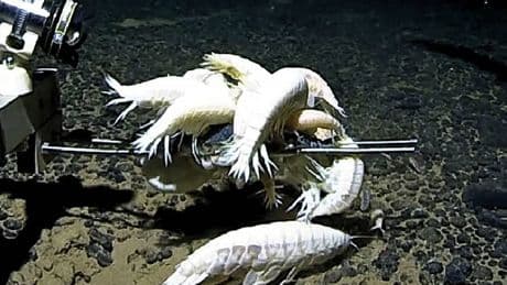 Analizan a un 'anfípodo supergigante' y se dan cuenta que habita más de la mitad de los océanos del mundo