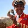 Royal swan count sees numbers on Thames resurface after dip