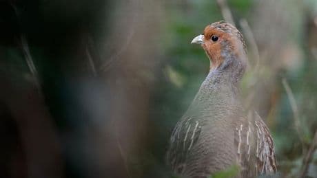 Artenschutz mit Jagdeinsatz: Jäger sehen Erfolg bei Artenschutzprojekt im Erfurter Becken