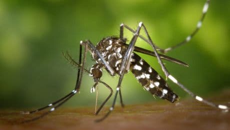 The viruses the UK is now facing due to climate change