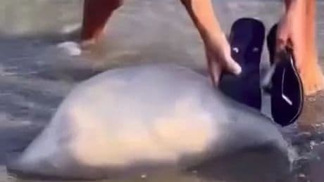 Holidaymakers stunned as giant jellyfish washes up on popular Lanzarote beach