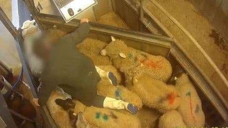 Maltraitances dans les abattoirs : « On doit apaiser au maximum la souffrance de l’animal », plaide l’imam de Bordeaux