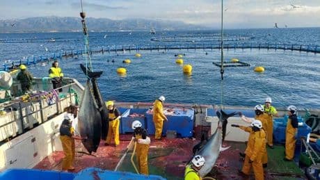 Balfegó invierte 35 millones en unas nuevas instalaciones que le permitirán dar el salto a los platos preparados