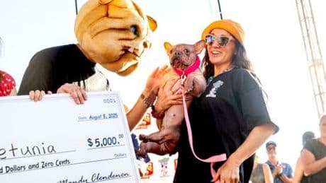 Kalifornien - World's Ugliest Dog Contest: Petunia ist »hässlichster Hund der Welt«