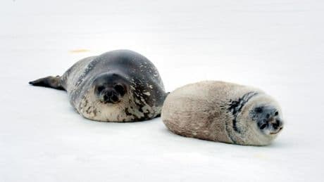 El hielo se derrite y las focas desaparecen: colapso en las poblaciones antárticas