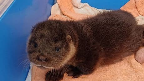 Wild otter cub rescued after sneaking into zoo’s flamingo enclosure