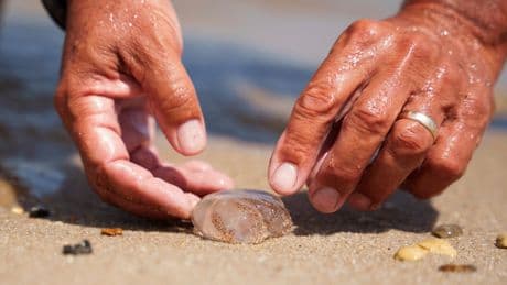 Many Delaware beachgoers feel the sting of a blooming jellyfish population