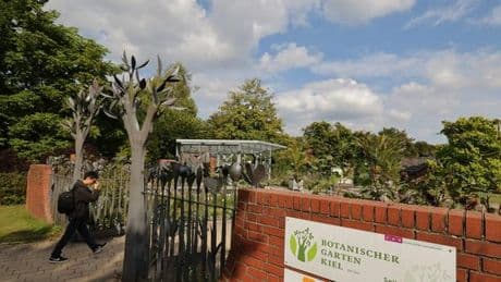 Seltene Pflanzen: Immer wieder Kakteen-Diebe in Botanischen Gärten im Norden