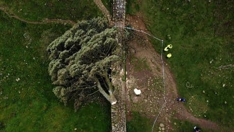 Wegen sinnloser Schnapsidee - Vier Jahre Haft, weil sie bekannten Baum fällten