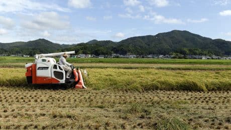 Why Rice Is a Sticking Point in U.S.-Japan Trade Talks