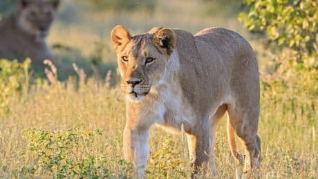 Duitse ondernemer zette zich in voor leeuwen, maar wordt in Namibië door eentje gedood