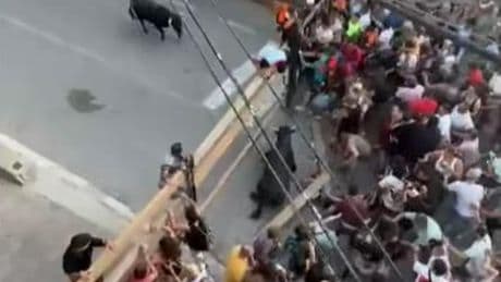 Un toro siembra el caos en Alcalá del Júcar tras escaparse de un recinto vallado durante un encierro: hay tres heridos