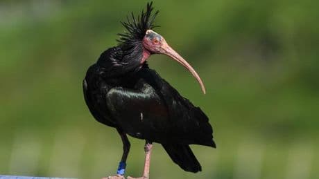 Artenschutz: Geschützter Waldrapp von Golfball tödlich getroffen