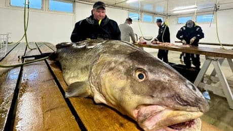 Angler zieht Riesen-Dorsch aus Fjord in Norwegen: "Fang seines Lebens"