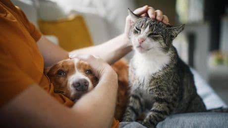 Demenz vorbeugen: Diese Haustiere wirken positiv – und diese nicht