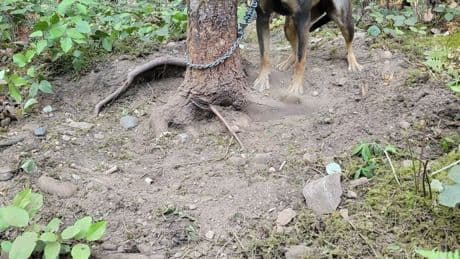 Dog chained to tree in B.C. wildfire zone was only found by her cries for help