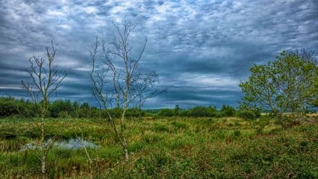 Reisen ab Bremen: Natur pur im Bourtanger Moor – Tipp für den Sommer
